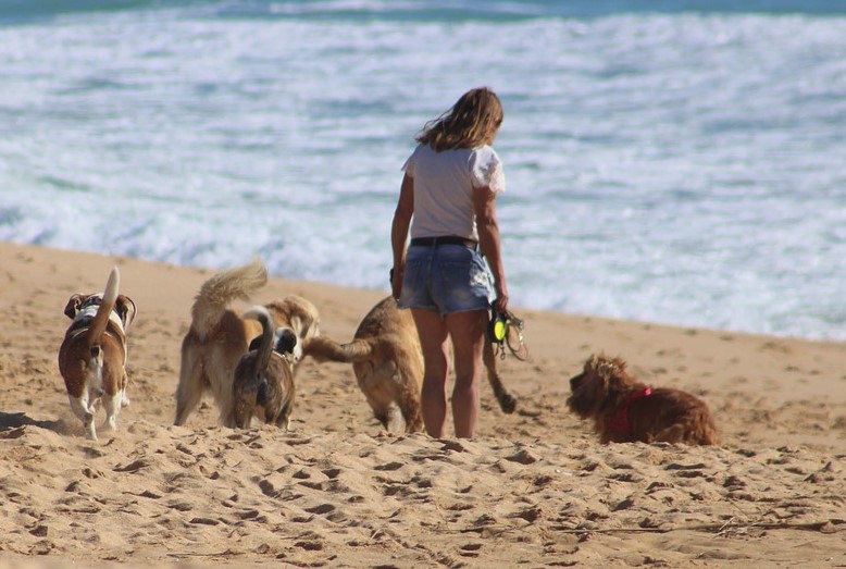 Gold Coast Dog Walking Service on Beach