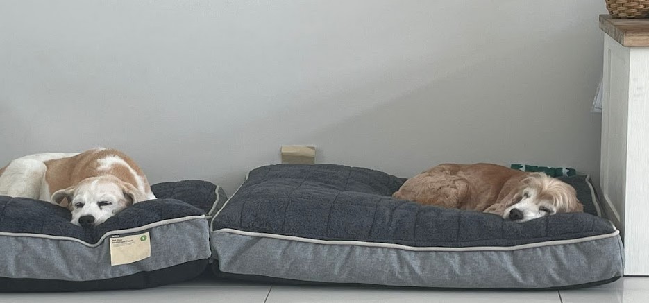 2 dogs sleeping in bed during an overnight stay