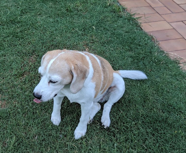Beagle sitting on Grass