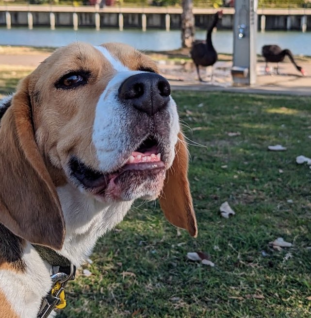 Happy Beagle face dog walking at carrara, Emerald Lakes