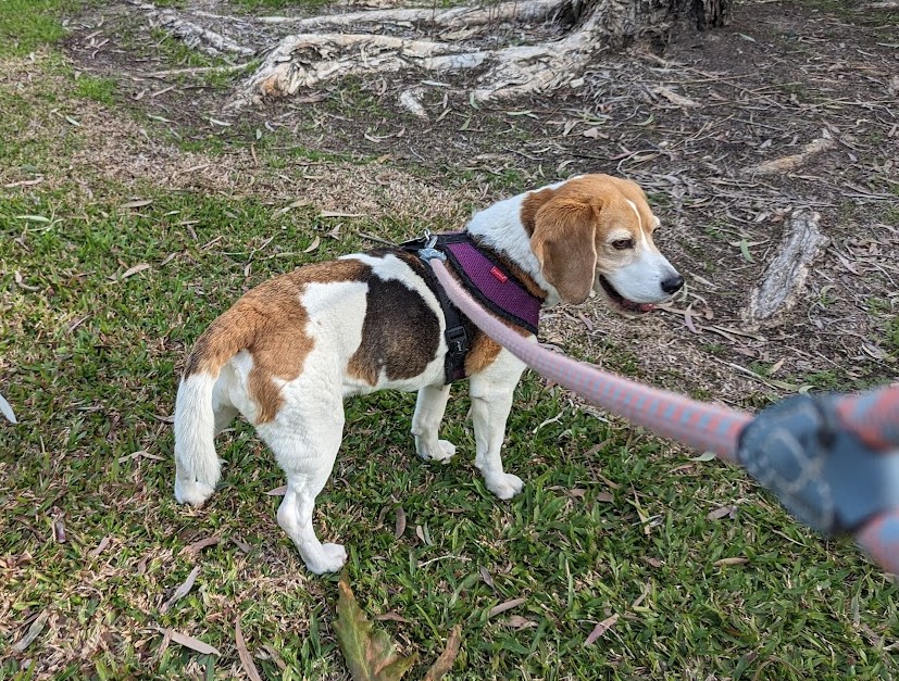 beagle on a lead going for a walk on the Gold Coast